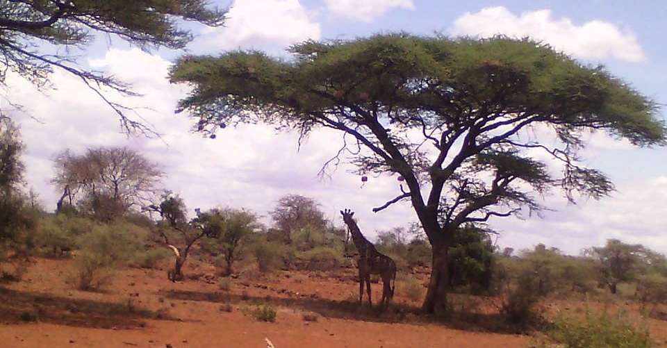 4-day Kenya Great Wildebeest Migration Safari Tour - Kibera Holiday Safaris - Kenya - Image 4