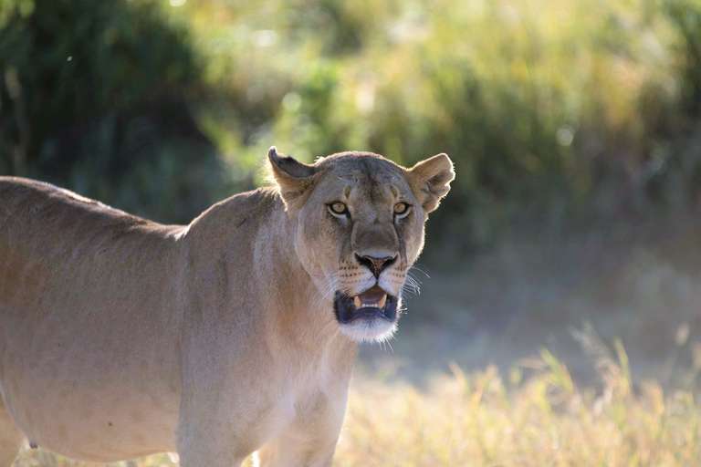 4-day Kruger Wildlife Adventure Accommodated trip - alternative tour available