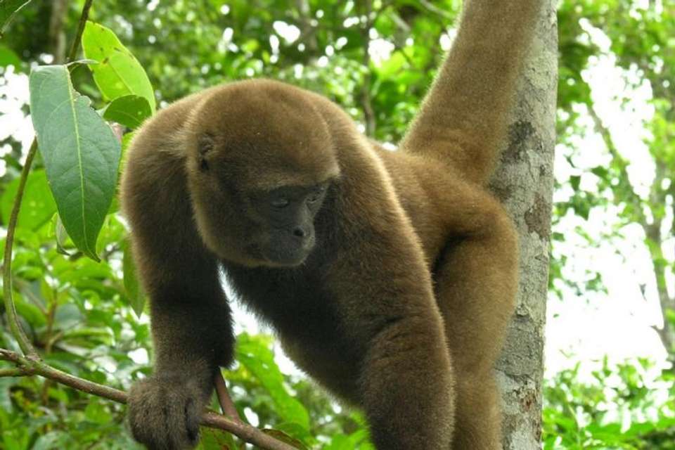 4-Day Manu National Park Tour: World Biosphere Reserve from Cusco - Tangol Tours - Peru - Image 6