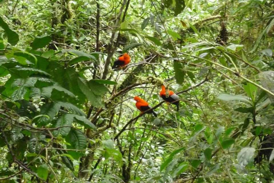 4-Day Manu National Park Tour: World Biosphere Reserve from Cusco - Tangol Tours - Peru - Image 7