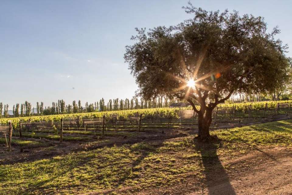 4-Day Mendoza Tour - Tangol Tours - Argentina - Image 6