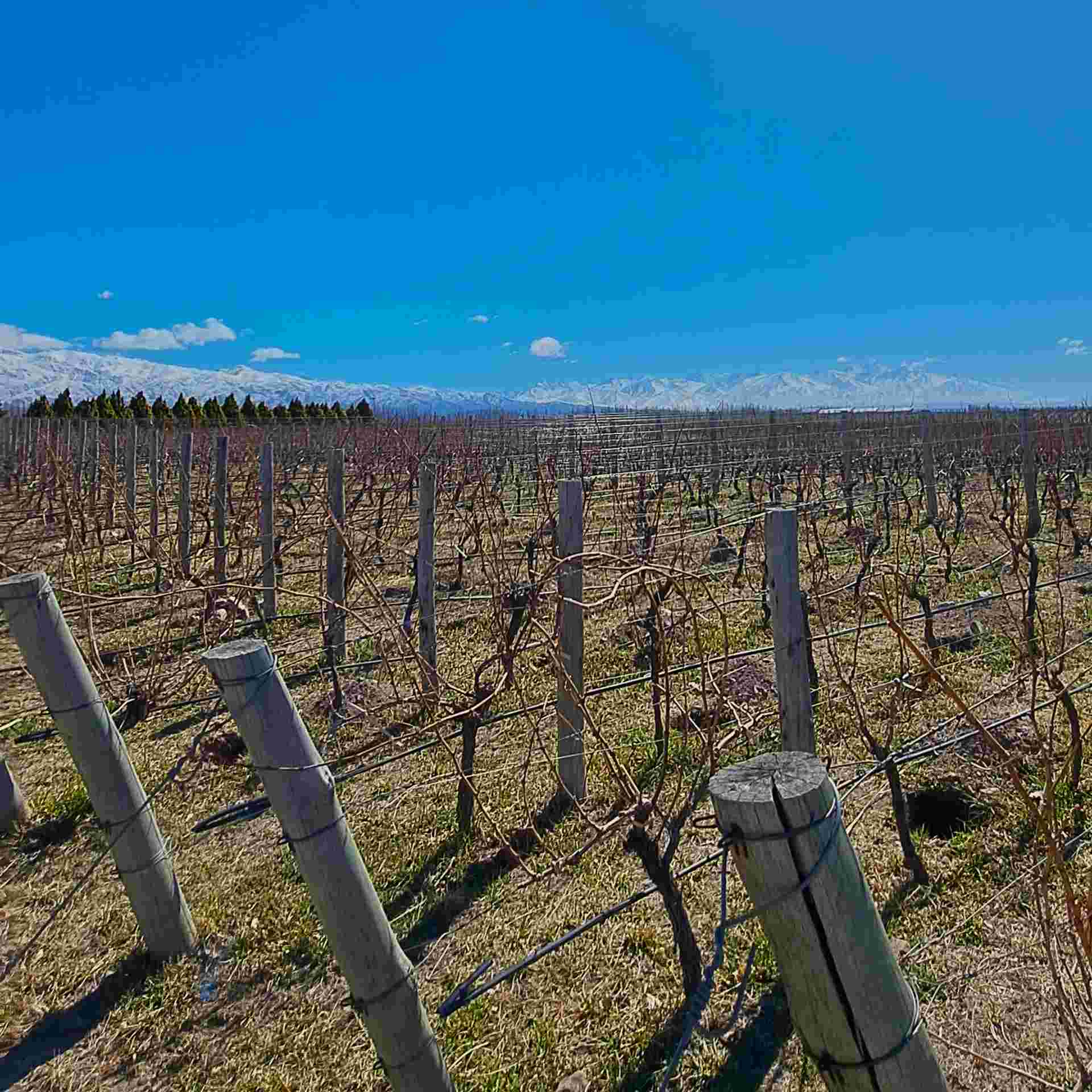 4-day Mendoza Wine Region Experience