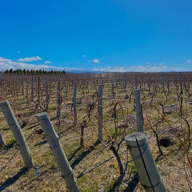 Argentina Food Tour: 4-day Mendoza Wine Region Experience