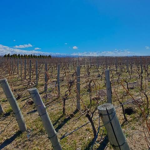 Andes Budget Tours: 4-day Mendoza Wine Region Experience