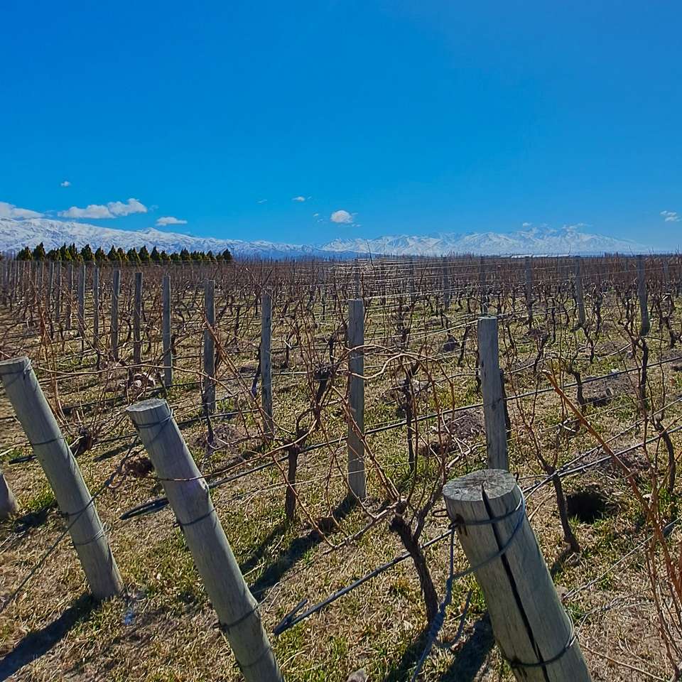 4-day Mendoza Wine Region Experience, French Or German-speaking Guide - Destination Services - Argentina - Image 2