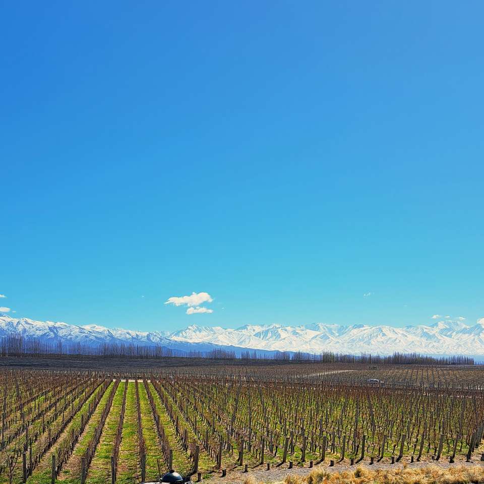4-day Mendoza Wine Region Experience, French Or German-speaking Guide - Destination Services - Argentina - Image 3