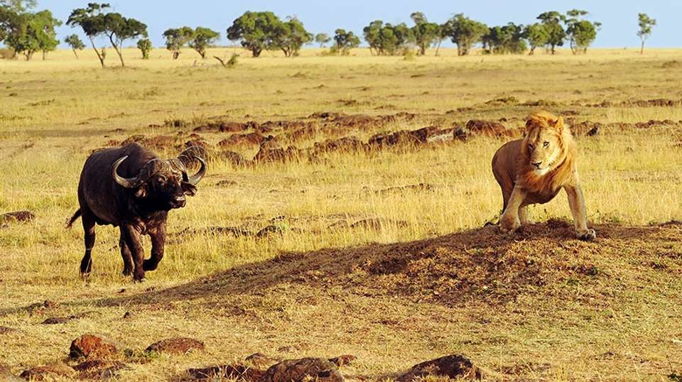 4 Day Ngorongoro Crater Safari Experience - Visit Tanzania Tours & Safaris - Tanzania - Image 3