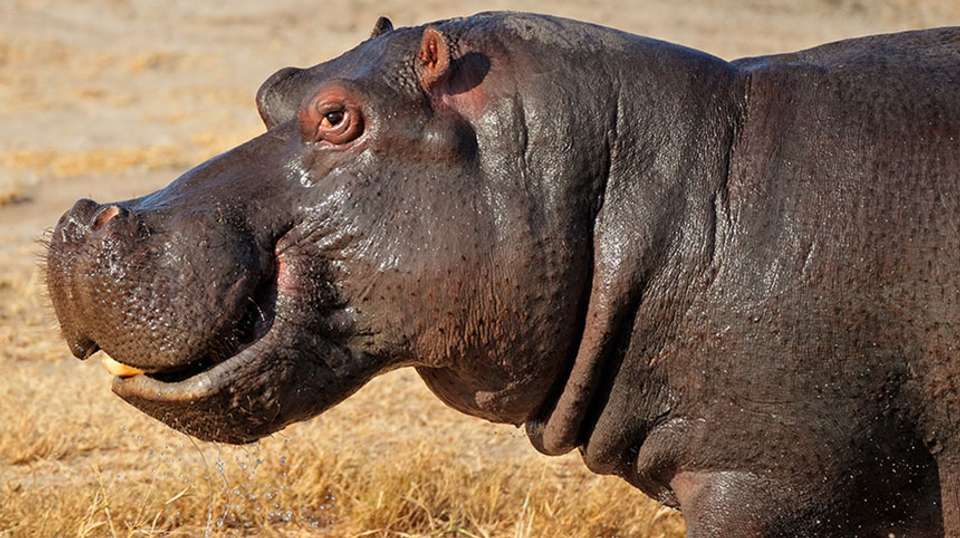 4 Day Ngorongoro Crater Safari Experience - Visit Tanzania Tours & Safaris - Tanzania - Image 5