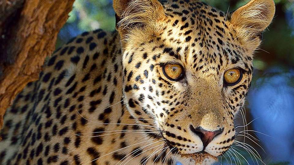 4 Day Ngorongoro Crater Safari Experience - Visit Tanzania Tours & Safaris - Tanzania - Image 1