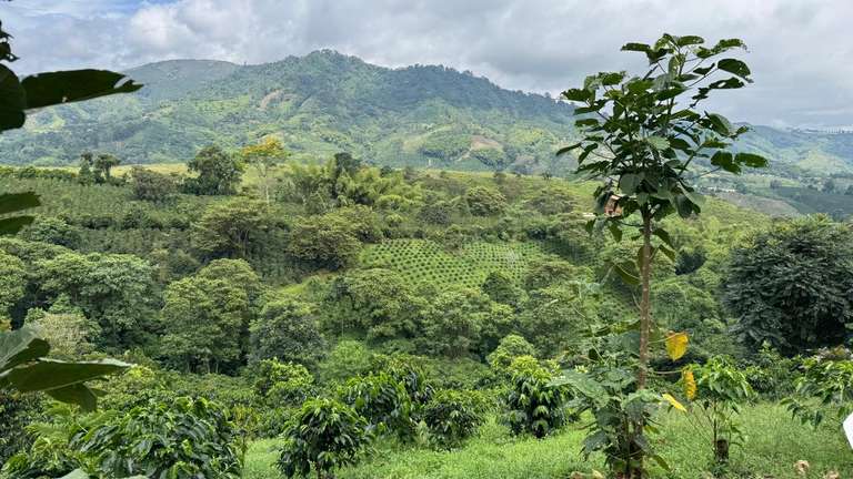 Colombia Budget Tours: 4-day Pereira Coffee Region Experience, Private Tour