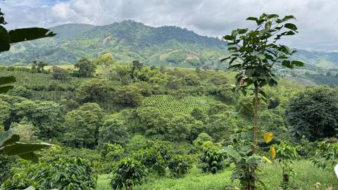 4-day Pereira Coffee Region Experience, Private Tour - February 2027