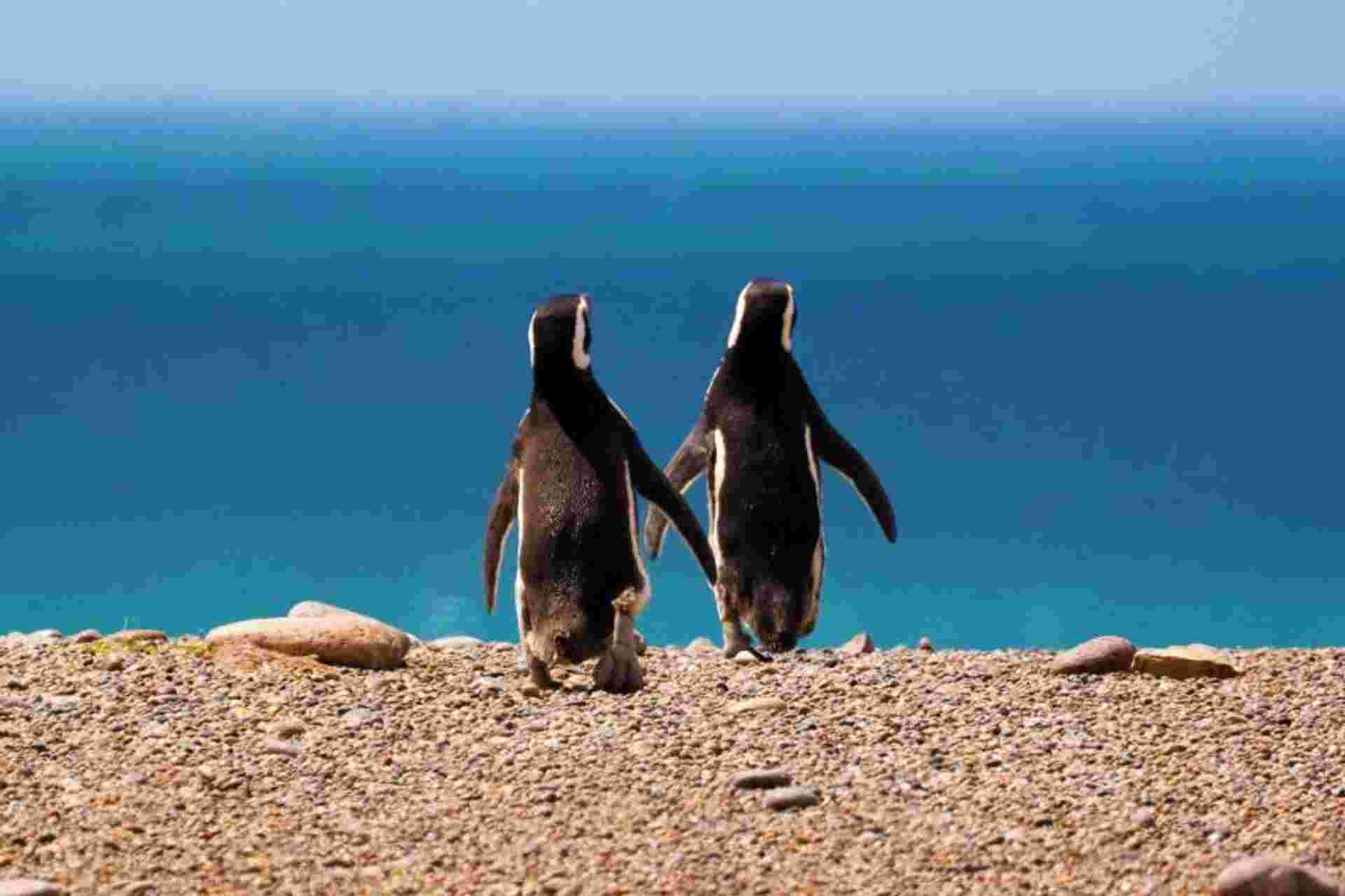 4-Day Puerto Madryn Tour