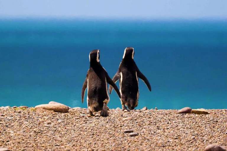 4-Day Puerto Madryn Tour trip - alternative tour available