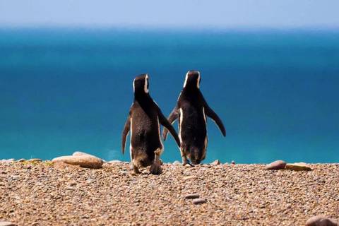 4-day Puerto Madryn Tour - Winter Tours