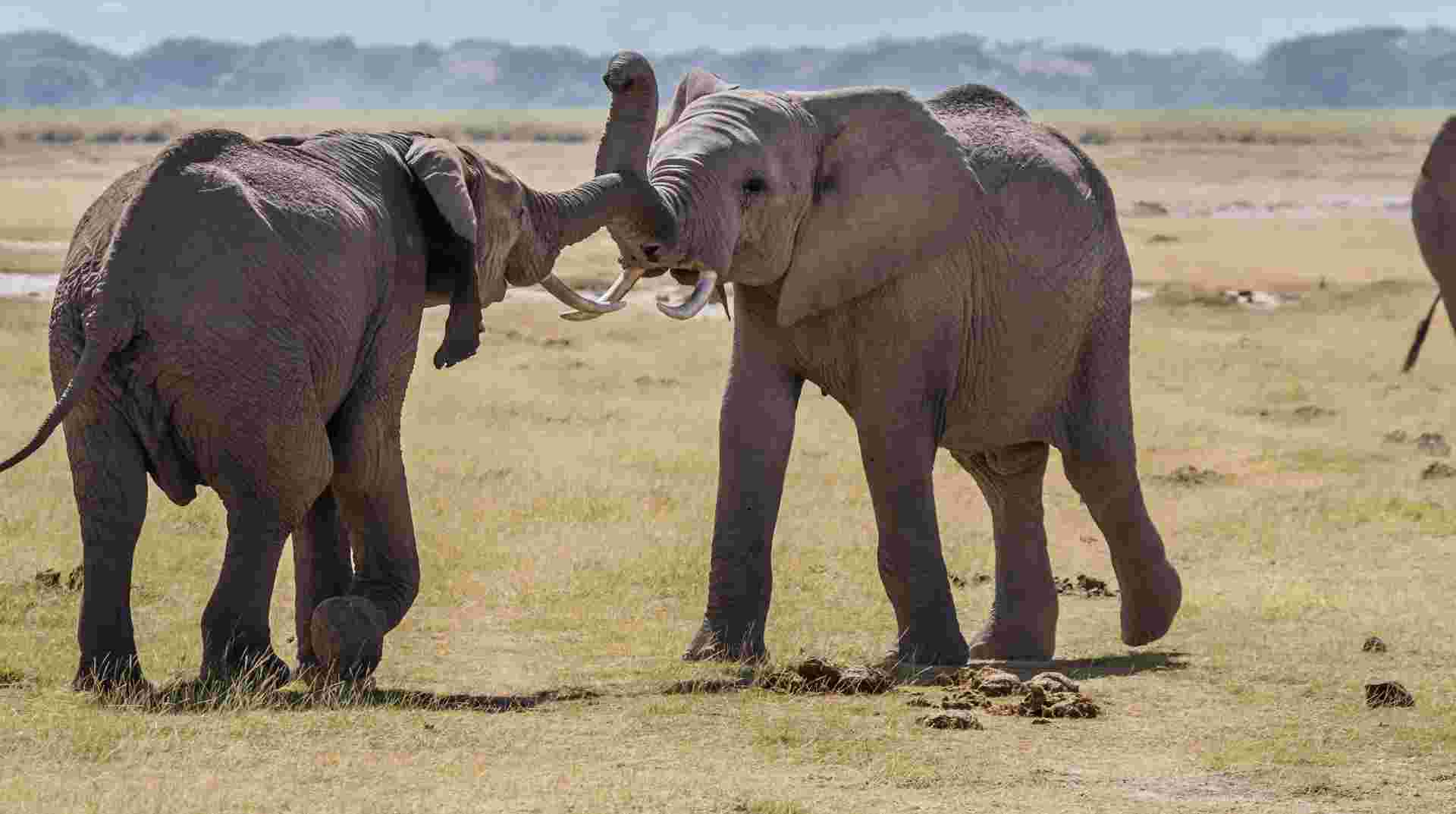 4 Day Safari: Amboseli,Tsavo West &Tsavo East