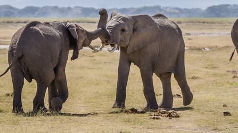 4 Day Safari: Amboseli,tsavo West &tsavo East - Winter Tours