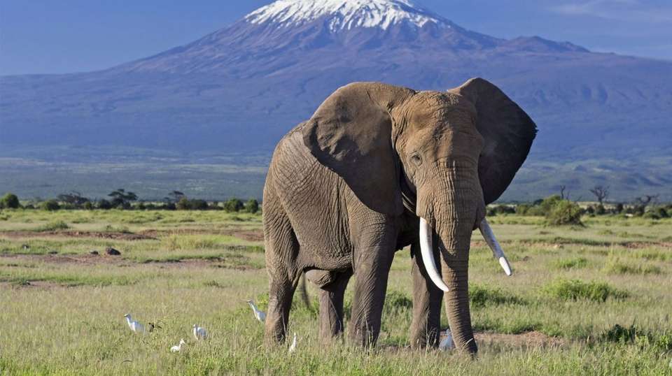 4 Day Safari: Amboseli,Tsavo West &Tsavo East - Gracepatt Ecotours Kenya - Kenya - Image 2