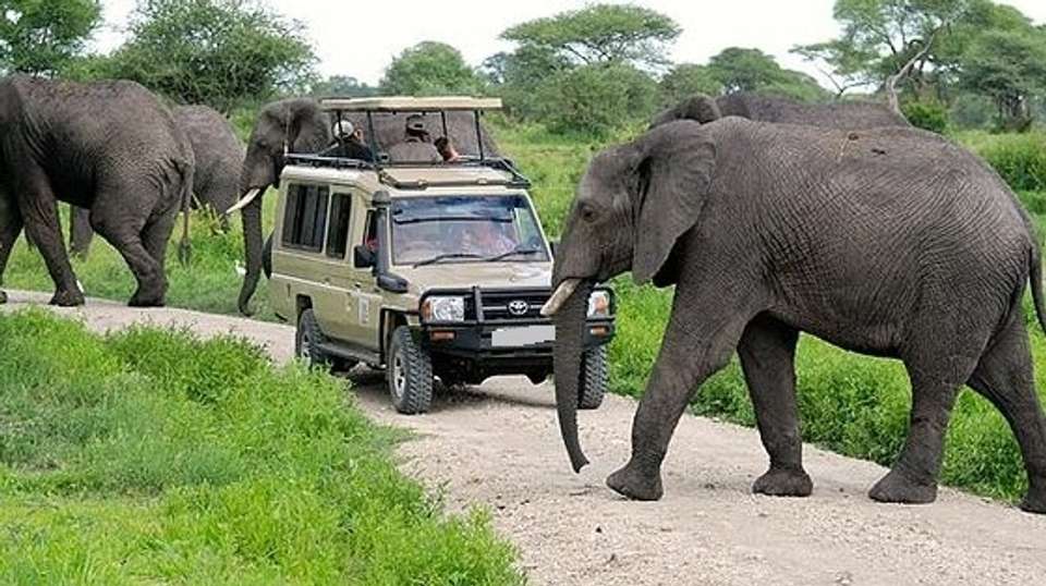 4 Day Safari: Amboseli,Tsavo West &Tsavo East - Gracepatt Ecotours Kenya - Kenya - Image 3
