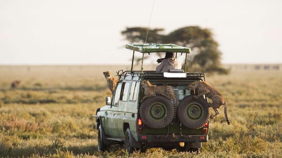 4 Day Safari: Amboseli,Tsavo West &Tsavo East - Gracepatt Ecotours Kenya - Kenya - Image 4