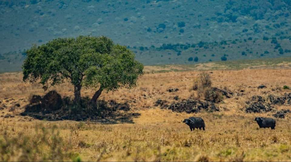 4-day safari in Lake Manyara, Ngorongoro, and Serengeti - Altezza Travel - Tanzania - Image 2