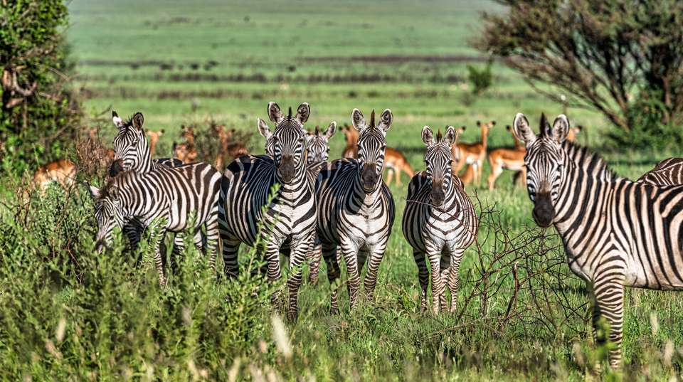 4-day safari in Lake Manyara, Ngorongoro, and Serengeti - Altezza Travel - Tanzania - Image 3