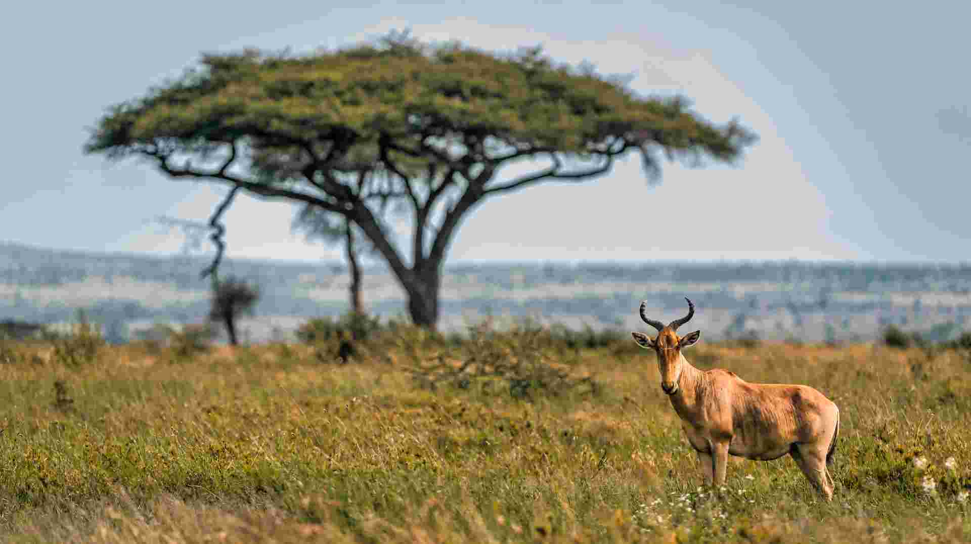 4-day safari in Tarangire, Ngorongoro, and Serengeti