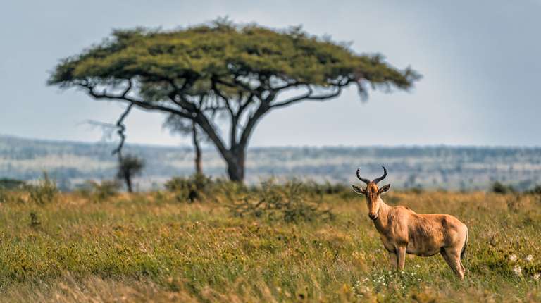 4-day safari in Tarangire, Ngorongoro, and Serengeti trip - alternative tour available