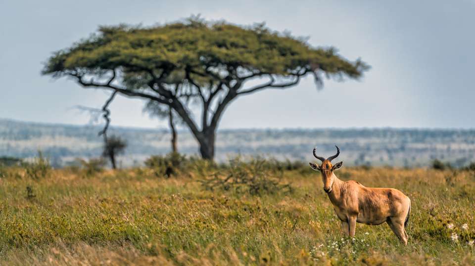 4-day safari in Tarangire, Ngorongoro, and Serengeti - undefined - Image 1