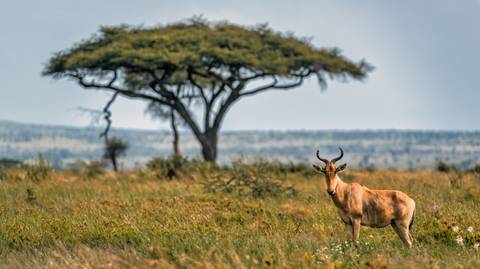 4-day Safari In Tarangire, Ngorongoro, And Serengeti - April 2027