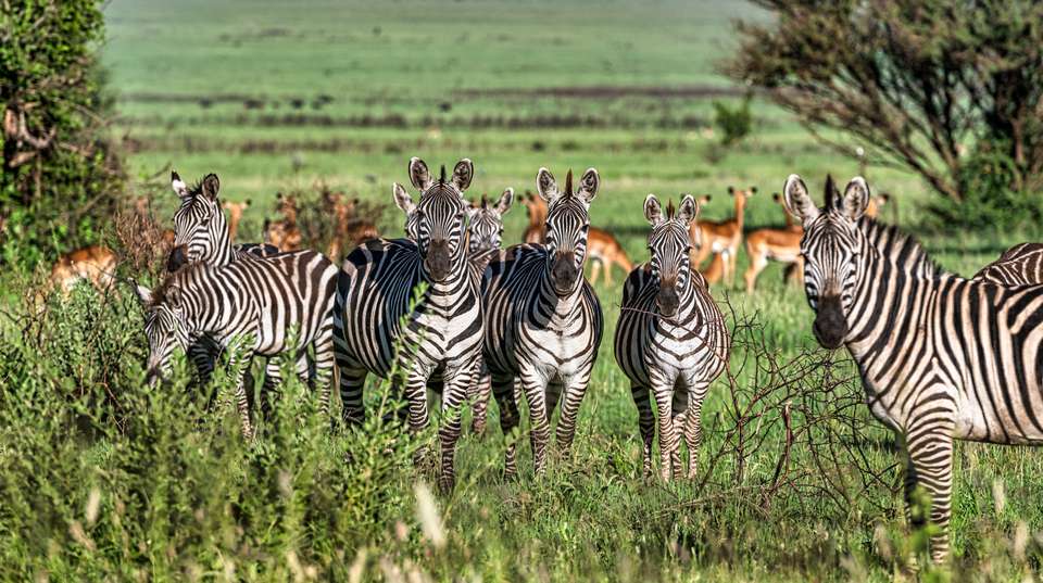 4-day safari in Tarangire, Ngorongoro, and Serengeti - undefined - Image 2