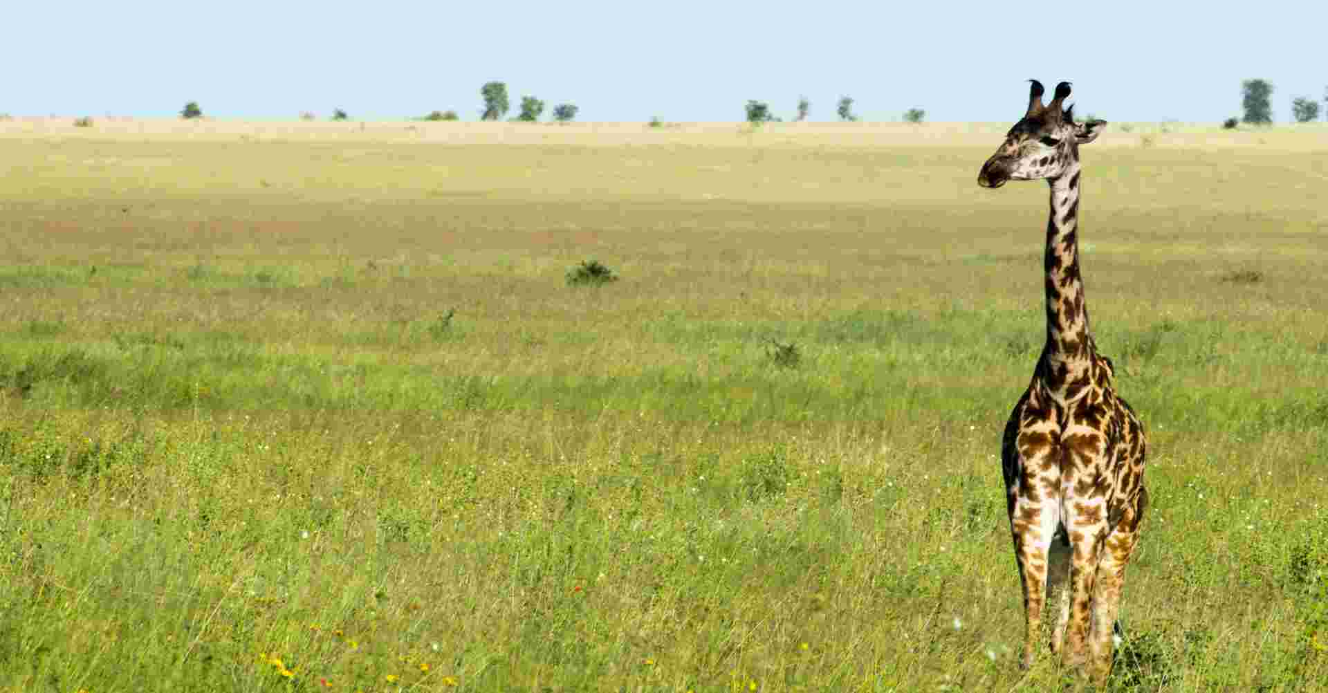 4 Day Safari:  Tarangire, Serengeti, Ngorongoro crater