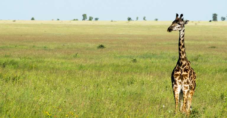 4 Day Safari:  Tarangire, Serengeti, Ngorongoro crater - 4 days