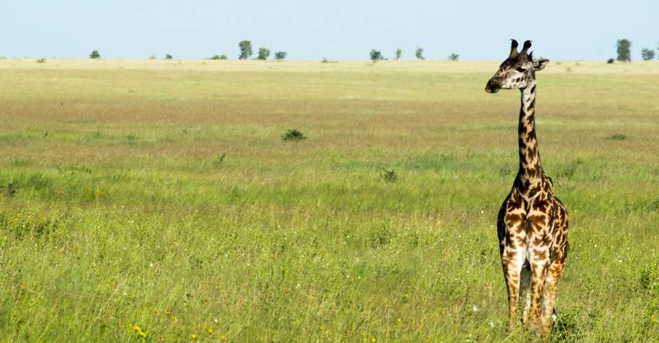 4 Day Safari:  Tarangire, Serengeti, Ngorongoro crater - Greg Adventures - Tanzania - Image 1