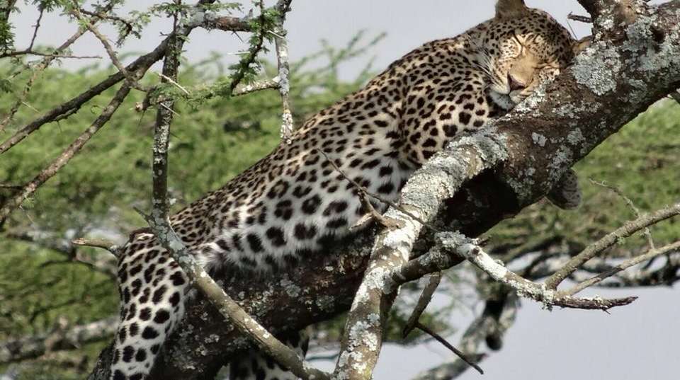 4 Day Safari:  Tarangire, Serengeti, Ngorongoro crater - Greg Adventures - Tanzania - Image 2