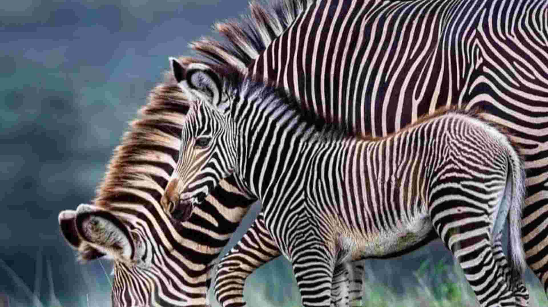 4-Day Serengeti & Ngorongoro Crater Safari