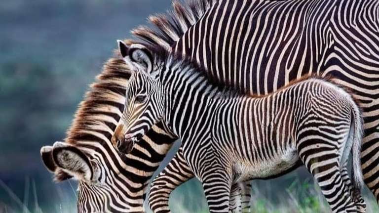 4-Day Serengeti & Ngorongoro Crater Safari trip - alternative tour available