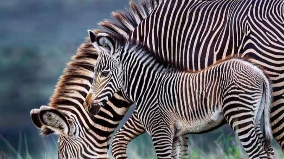 4-Day Serengeti & Ngorongoro Crater Safari - Safaribook - Tanzania - Image 1
