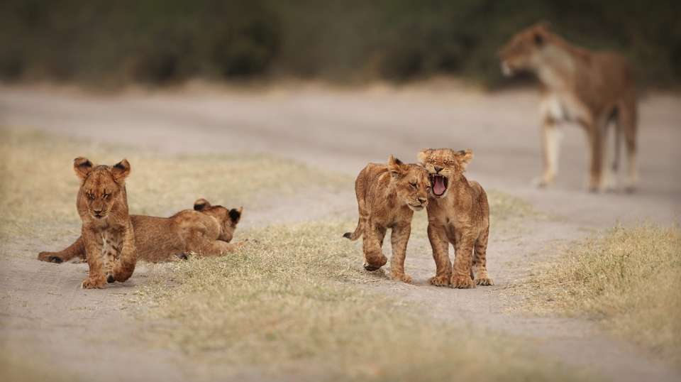 4-Day Serengeti & Ngorongoro Crater Safari - Safaribook - Tanzania - Image 2