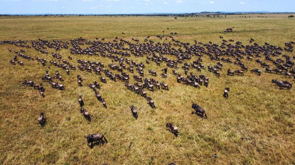 4-Day Serengeti & Ngorongoro Crater Safari - Safaribook - Tanzania - Image 3