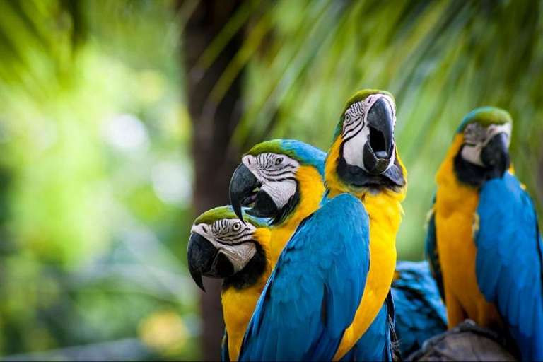 4-Day Tambopata Rainforest Adventure trip - alternative tour available