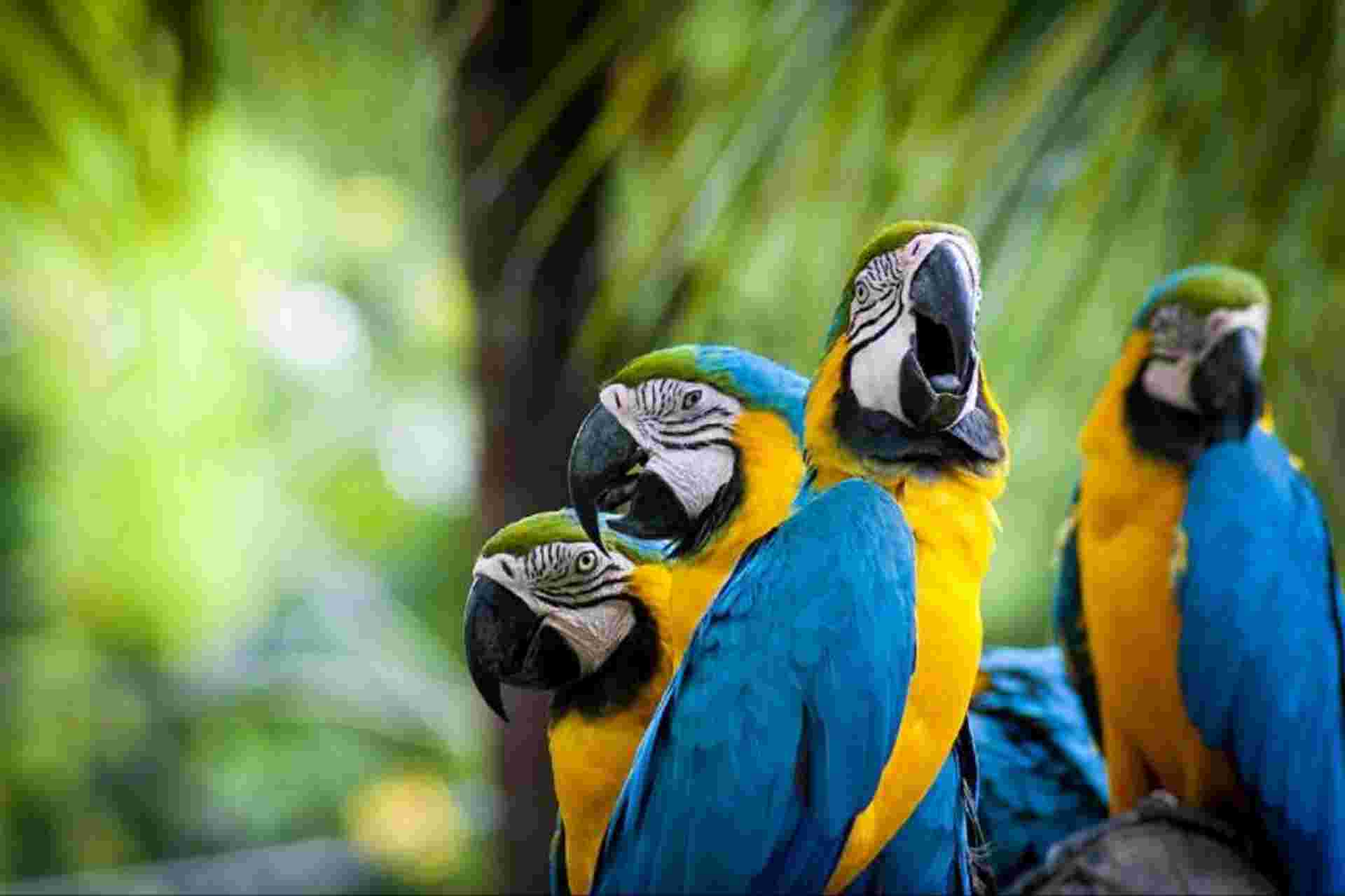 4-Day Tambopata Rainforest Adventure