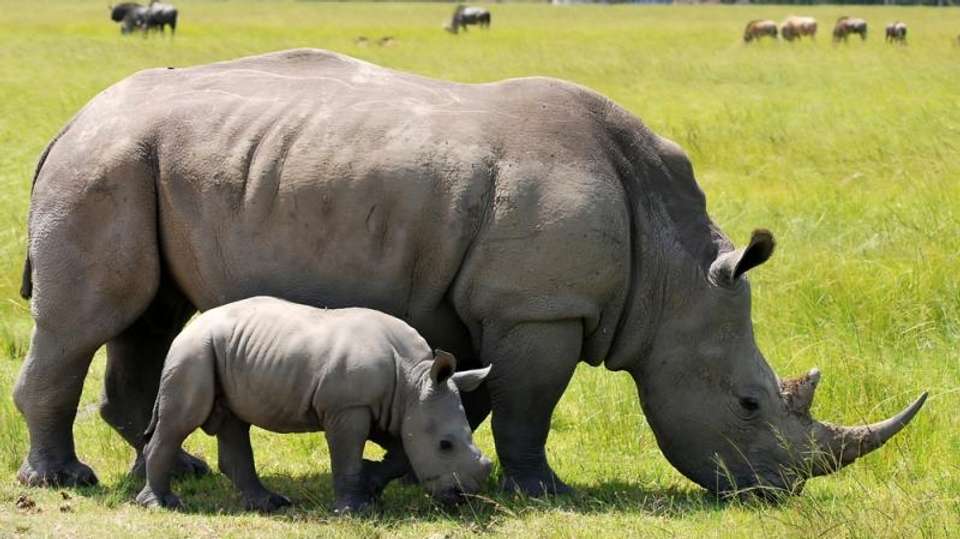 4-Day Tanzania Camping Safari - Dahlia Africa - Tanzania - Image 1