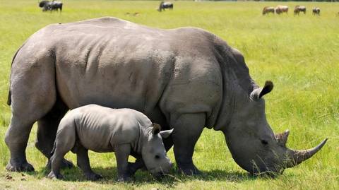 4-day Tanzania Camping Safari - 4 Days