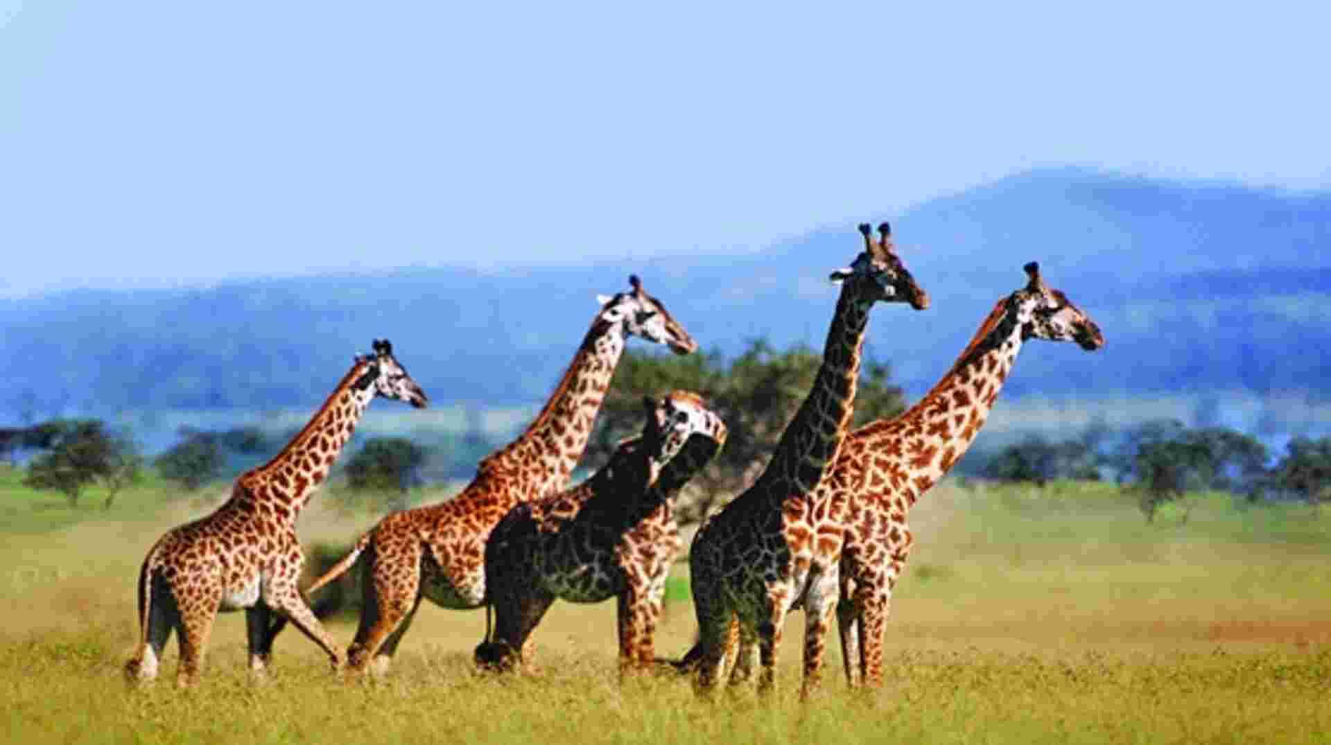 4-Day Tanzania Safari