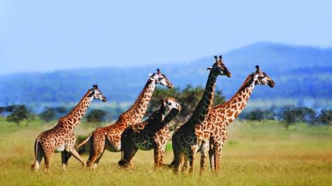 4-day Tanzania Safari - 4 Days