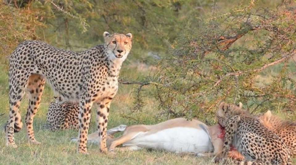 4-Day Tanzania Safari - Dahlia Africa - Tanzania - Image 3
