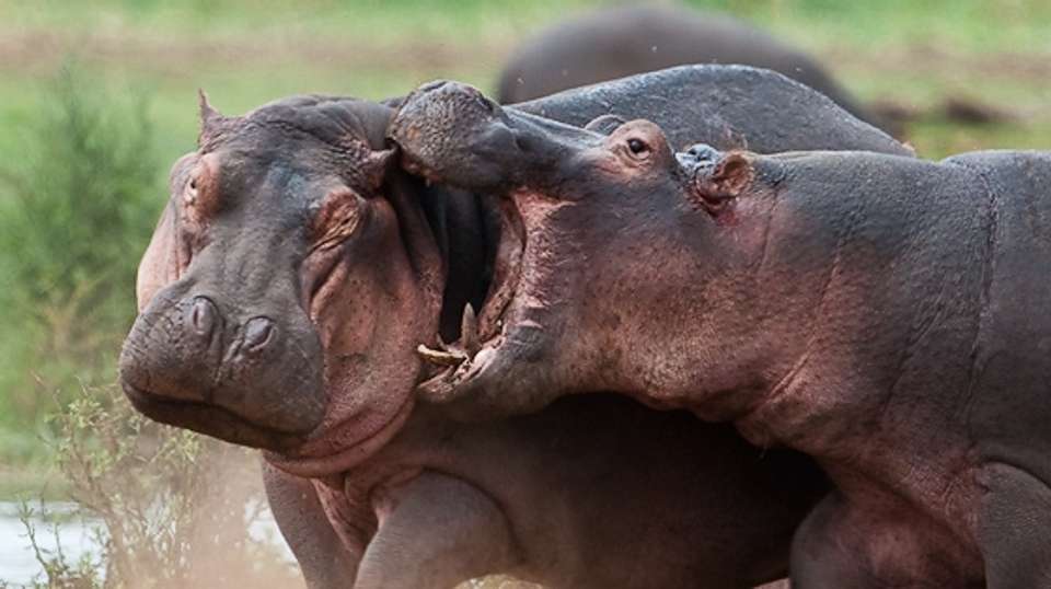 4-Day Tanzania Safari - Dahlia Africa - Tanzania - Image 4