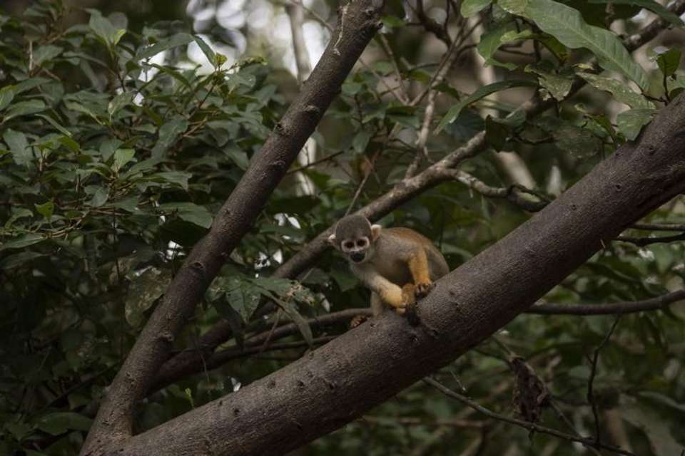 4-Day Trip to Pacaya Samiria Amazon Lodge - Tangol Tours - Peru - Image 8