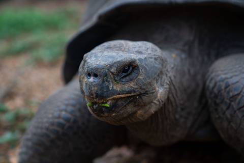 South America Eco Tours: 4-day Wildlife & Wonders Of Galapagos