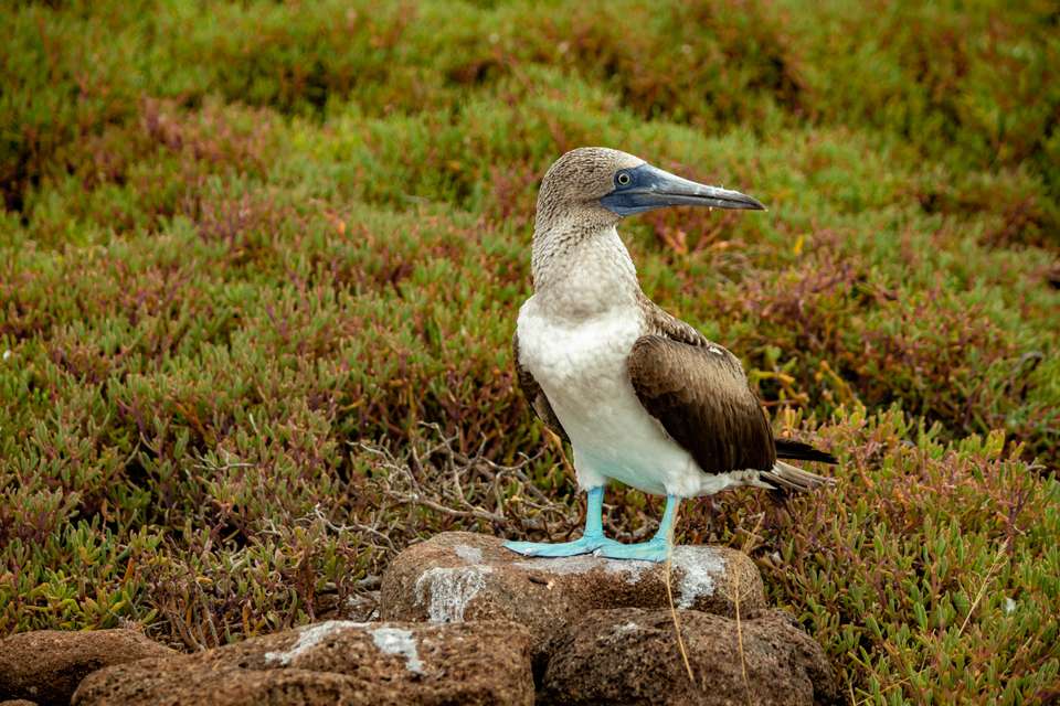 4-day Wildlife & Wonders Of Galapagos - Destination Services - Ecuador - Image 7